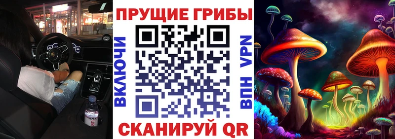 Купить закладки  Нестеров  Псилоцибиновые грибы Psilocybe 